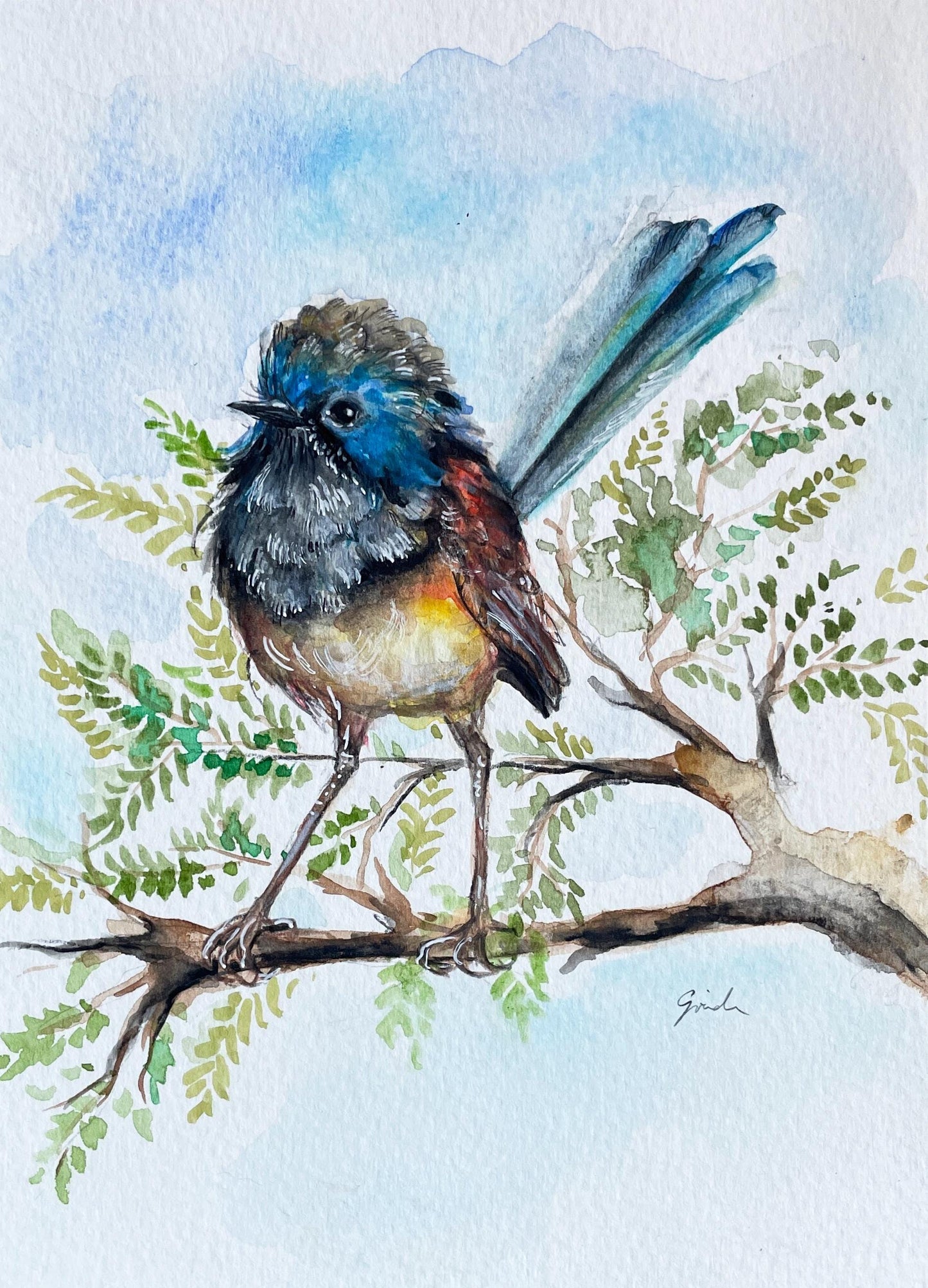 Original - Hand painted and unique, Fairywren Bird, watercolor